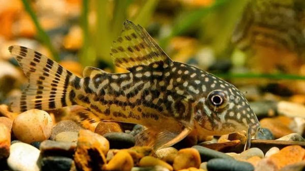 Gambar Ikan Corydoras