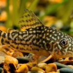 Gambar Ikan Corydoras
