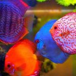 Gambar Ikan Discus