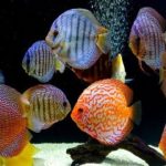 Gambar Ikan Discus