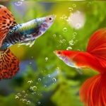 Gambar Ikan Guppy