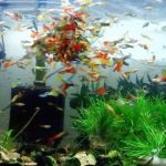 Gambar Ikan Guppy