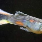 Gambar Ikan Guppy