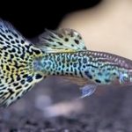 Gambar Ikan Guppy