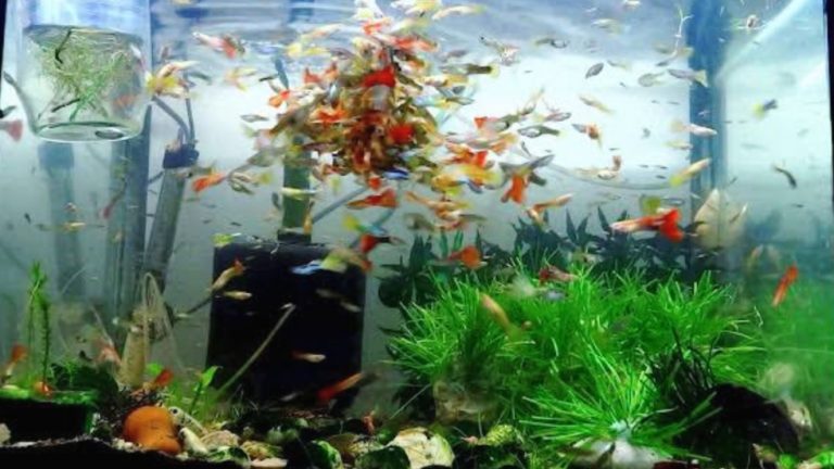 Gambar Ikan Guppy