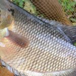 Gambar Ikan Gurame