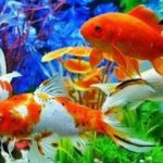 Gambar Ikan Hias