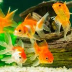 Gambar Ikan Hias