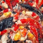 Gambar Ikan Koi