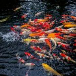 Gambar Ikan Koi