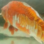 Gambar Ikan Koi