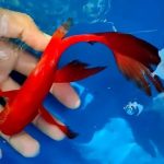 Gambar Ikan komet