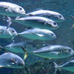 Gambar Ikan Laut