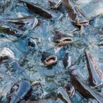 Gambar Ikan Lele