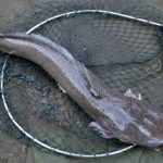 Gambar Ikan Lele