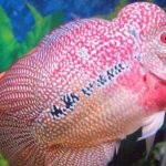 Gambar Ikan Louhan