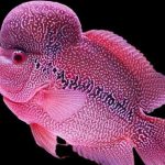 Gambar Ikan Louhan