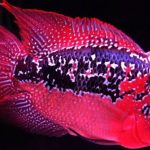 Gambar Ikan Louhan