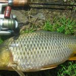Gambar Ikan Mas
