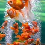 Gambar Ikan Mas Koki