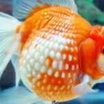 Gambar Ikan Mas Koki