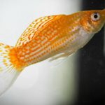 Gambar Ikan Molly