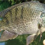 Gambar Ikan Mujair
