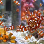 Gambar Ikan Nemo