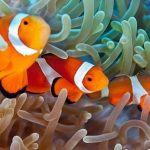 Gambar Ikan Nemo