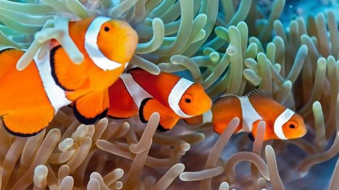 Perbedaan Ikan Nemo Air Tawar dan Laut