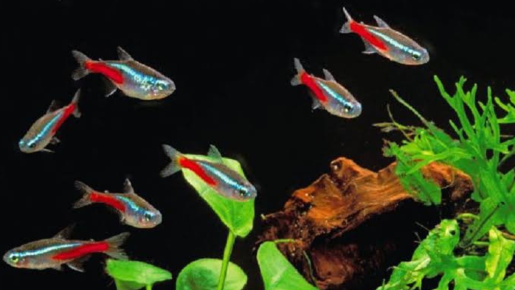 Gambar Ikan Neon Tetra