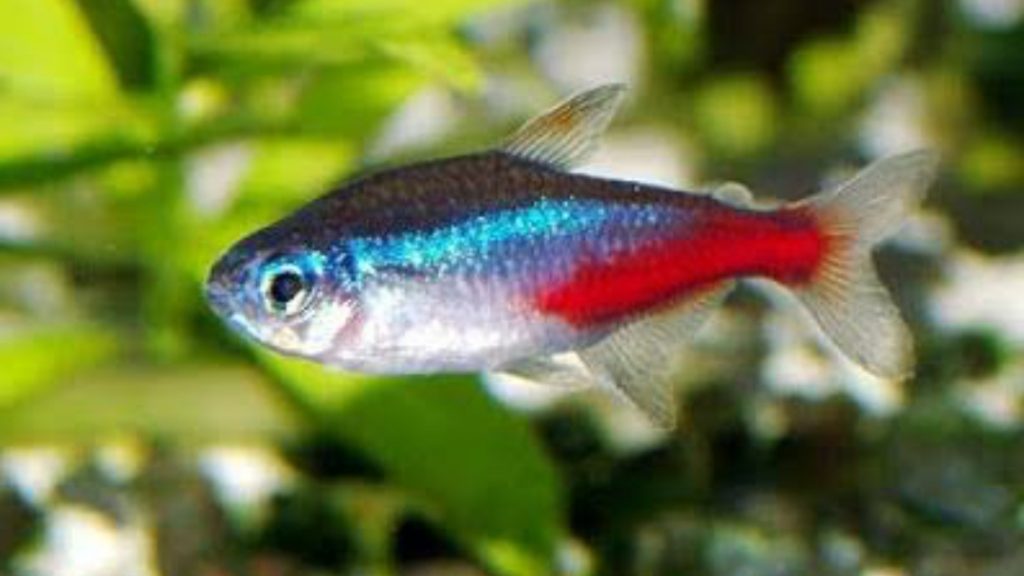 Gambar Ikan Neon Tetra