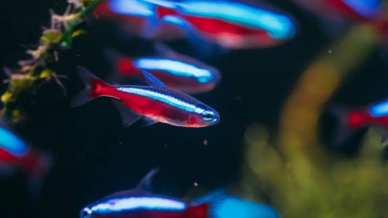 Gambar Ikan Neon Tetra