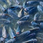 Gambar Ikan Nila