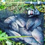 Gambar Ikan Nila
