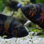Gambar Ikan Oscar
