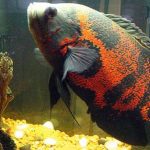 Gaambar Ikan Oscar