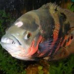 Gambar Ikan Oscar