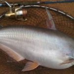 Gambar Ikan Patin