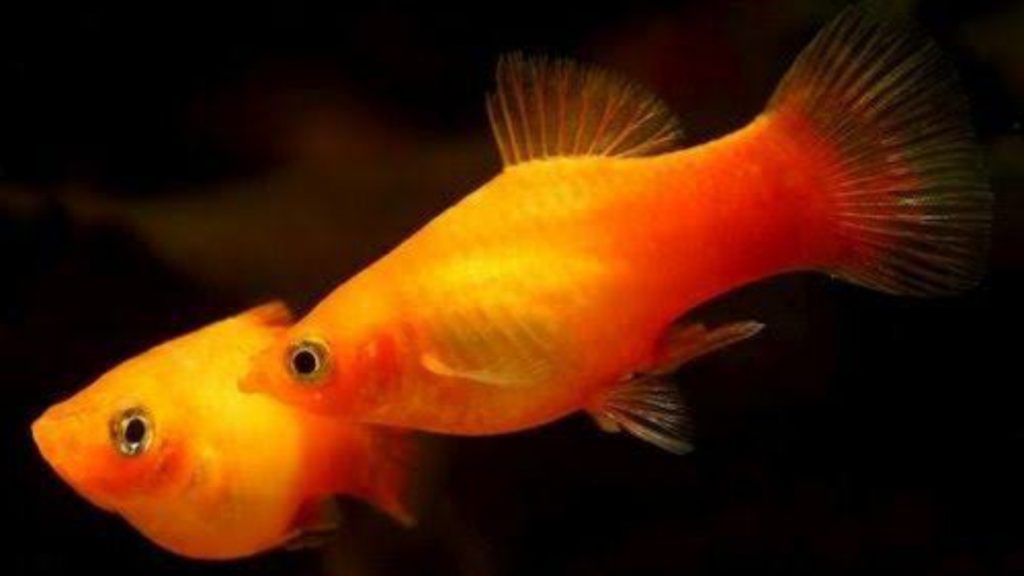 Gambar Ikan Platy