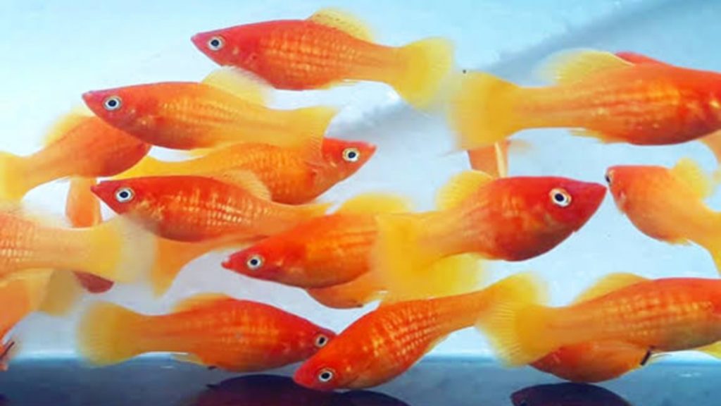 Gambar Ikan Platy