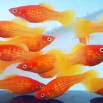 Gambar Ikan Platy