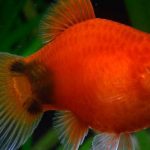 Gambar Ikan Molly Mickey Mouse