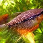Gambar Ikan Sepat