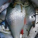 Gambar ikan Tawes