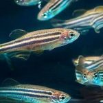 Gambar Ikan Zebra