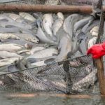 Gambar Ikan yang bertelur