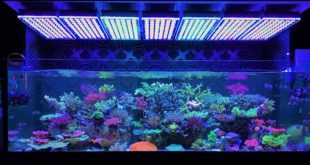 Gambar Lampu Aquarium