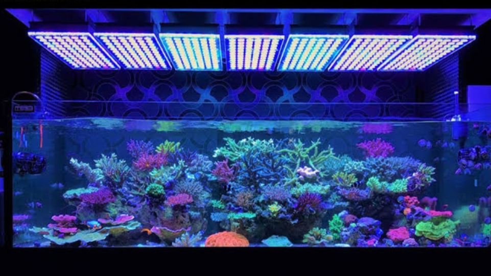Gambar Lampu Aquarium