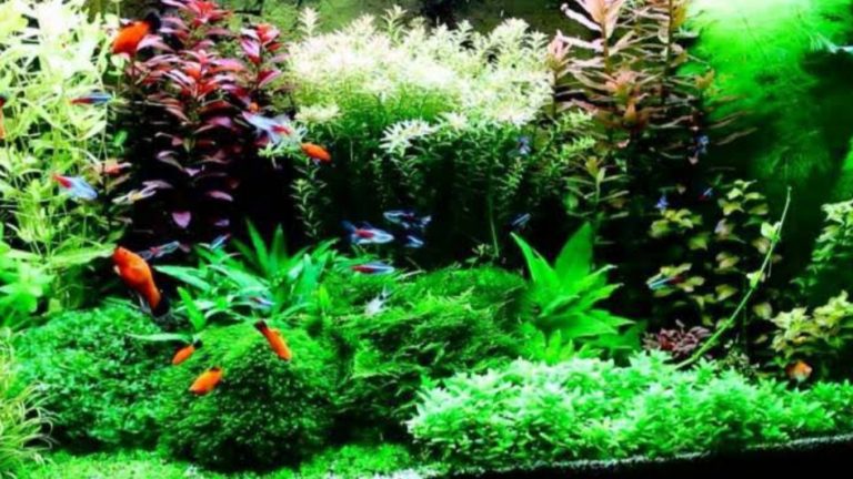 Gambar Tanaman Aquascape